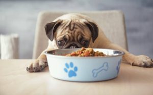 Feature image for What Is the Best Food for Dogs with Sensitive Stomachs?