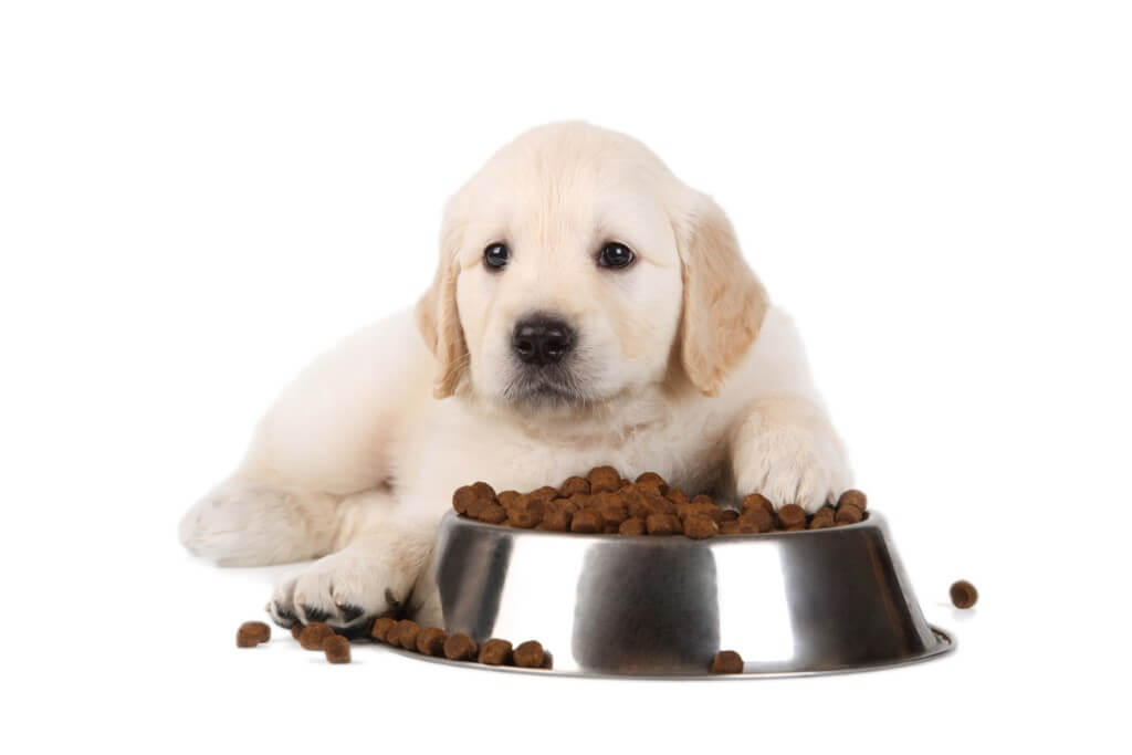 Feature image for 8 Tips For Choosing Healthy Dog Food for Puppies