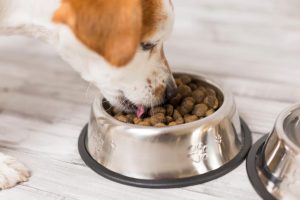 Feature image for Should I Feed My Dog Grain-Free Food?