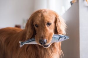 a golden retriever holding a toy fish in it's mouth - a blog about is fish good for dogs.