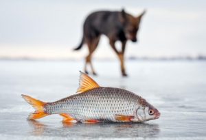 Feature image for Can Dogs Eat Fish? Why Omega-3 Is Great for Dogs