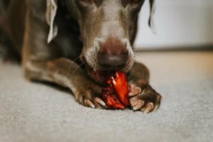 a dog chewing on unidentified object, a blog post about toxic food for dogs.